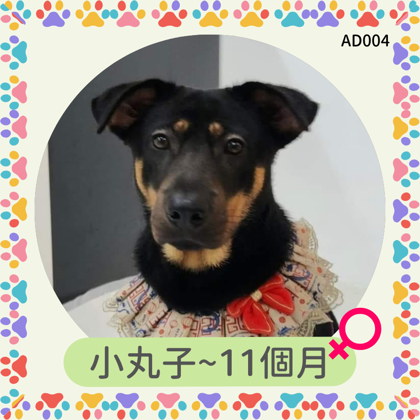 小丸子